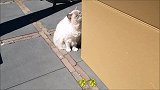 猫咪面对大快递盒会怎么做？猫咪：盘它！