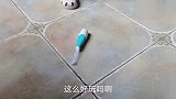 宝宝发现电动牙刷放在地上还可以动，这下好了，跟牙刷玩起来了！