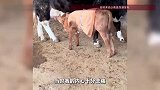 母牛因生产去世，出生3天的小牛默默流泪，主人：内心十分悲痛