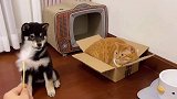 原来动画片里猫咪跑步打滑的场景是真的，哈哈哈！猫咪的迷惑行为 柴犬 第一成份是鲜肉