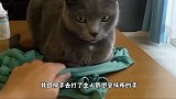 坏脾气猫咪，我只想拿块抹布，有这么难吗