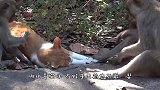 猴子欺负狗狗，结果反被3只狗狗追着打，猴子这下可倒霉了！