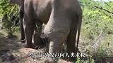 大象生病向人类求助，人类来救助，大象等待一动不动