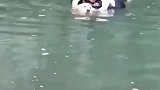 女子不会游泳，金毛“狗刨式”救上岸，主人一路囧态大笑