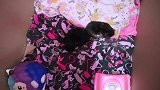 刚出生的小猫咪，这么蜷缩在一起的样子，真是可爱啊！