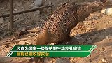 村民捡鸟蛋孵出怪鸟担心携带病毒报警 结果一查蒙了