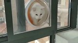 老公给猫咪，做的户外管道，猫咪再也没回过家