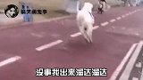 鹦鹉：就你子是猫啊我二弟就是你吃的