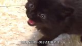 男子救回一只小猫咪，长大后常往家里抓鱼，结果发现猫咪不简单