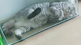 猫：铲屎的这鱼缸里为啥没有小鱼干！