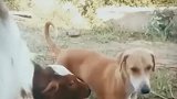 小牛犊喝狗妈妈的奶，还当自己是个宝宝