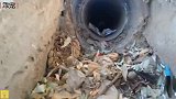 被赶出家门的流浪猫住在下水道，没吃没喝太可怜了