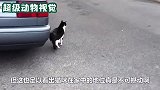 狗狗被猫咪打怕了，看见猫咪在旁边，吓得不敢动一下