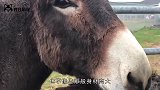 公驴遇到母驴瞬间被吸引，画面令人忍俊不禁，看完不笑算我输