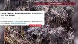 男子清明扫墓清理杂草，发现祖坟旁有近百枚鸭蛋，“去了9个人，每人分了10个”