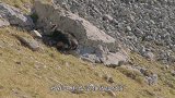 狐狸在峭壁上追杀山羊，下一秒就怀疑人生-这货到底咋做到的？