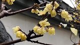 墙角数枝梅，凌寒独自开。