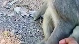 男子偷偷抓住猴子的手，给猴子吓一跳