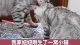 猫咪也会一孕傻三年