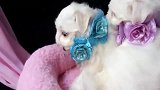 两只小奶狗被戴上花朵项链，发现被拍，竟对着镜头卖萌