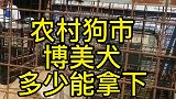 淘一只博美犬，宠物市场选狗精挑细选