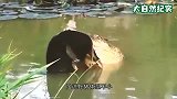 野猪在河边喝水，却惨遭鳄鱼偷袭，野猪直接被撕碎！