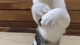 猫咪会武功