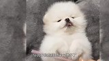 萌萌的茶杯犬原来如此痛苦，看完之后，你还想养茶杯犬吗？