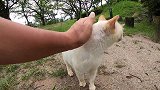 在河边的草丛里，遇到了一只很乖的流浪猫，直接就黏上来了