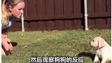 你是怎么挑选幼犬宝宝的