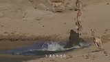 巨蜥捕食一头鹿，鹿被咬全身无法动弹，只能任其宰割！