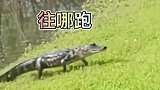 鳄鱼竟然上岸捕食，没想到鳄鱼在陆地也跑那么快