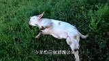 野鸭刚要休息，下一秒突然倒地死亡，镜头放慢51倍，真凶现身