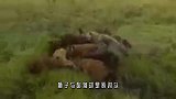 雄狮惨遭十几只鬣狗掏肛，就在雄狮绝望之际，结局有了“神反转”