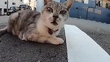 野外发现一只流浪猫，找不到食物肚子很饿，太可怜了