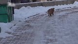 辽宁版忠犬八公，主人去世狗狗原地守候5年