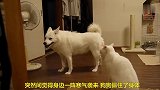 狗狗在强势的猫咪面前立马认怂，太搞笑了