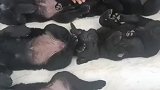 小朋友是什么说服狗狗，躺那里一动不动