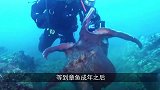 “鲨鱼大战章鱼”，鲨鱼以为是一顿大餐，结果想走都来不及！