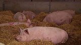 英国：12万头猪没人宰，紧急签发800张“杀猪”签证