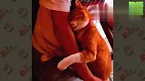 养了一条粘人的猫我能怎么办我也很无奈！