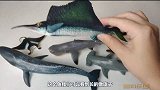 儿童早教启蒙玩具：认识8种海洋动物，旗鱼，锤头鲨，锯鱼，虎鲸