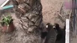 黑猫与狸猫厮斗，左右开弓！黑猫被打趴下，直到另一狠角色出现