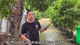 被台风刮倒的沉香树枝，梁哥捡回来勾掉白皮，里面全是黑黑的油