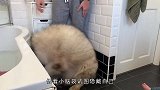 主人给兔子洗澡，中途接了个电话，回来兔子成了这样