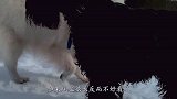 为什么有些狗狗一出生，就要把尾巴剪掉？看完长知识了！