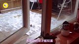 10大猫咪极限跳跃失败瞬间,丢尽猫界的大脸了!