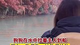 狗狗在水中拉着主人划船