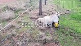 非要跑到电网下吃草，羊被电网电到后，撒腿就跑，真是太逗了