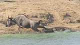 角马河边被鳄鱼死死咬住后退，在绝望到要放弃的时候却被河马救了